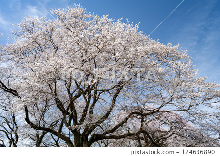 Cherry blossoms on the banks of the Kiso River, Ichinomiya, Aichi Prefecture 124636890