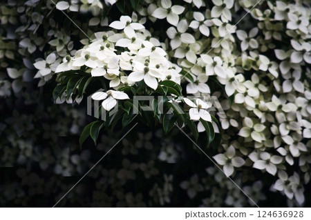 很多山茱萸花 124636928