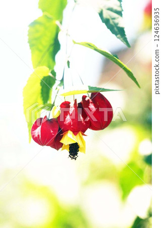Flowers of the bellflower blooming in the morning sun 124636935