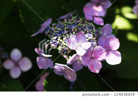 陽光透過樹叢灑落,繡球花盛開 陽光透過樹叢灑落,繡球花盛開 124636939