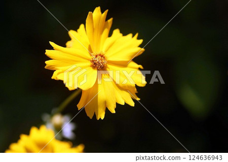 Early-blooming yellow cosmos 124636943