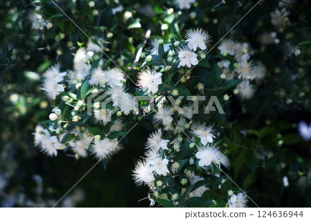 The scent of myrtle flowers 124636944