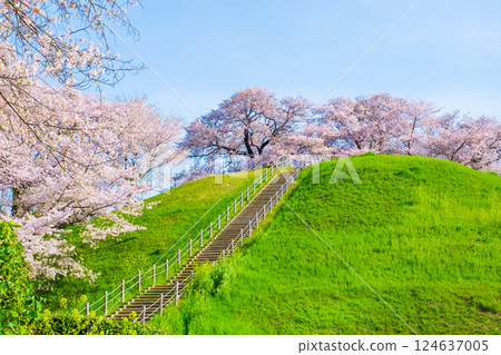 Marugameyama古墳(Sakitama Mound Tomb Park)的櫻花 Marugameyama古墳(Sakitama Mound Tomb Park)的櫻花 124637005