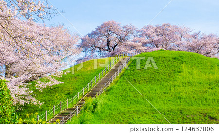 Marugameyama古墳（Sakitama Mound Tomb Park）的櫻花 124637006