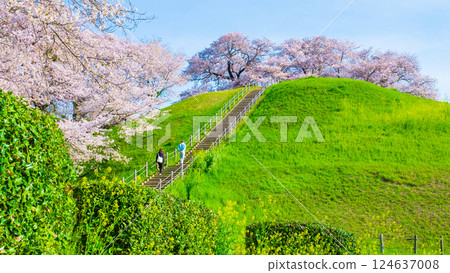 Marugameyama古墳（Sakitama Mound Tomb Park）的櫻花 124637008