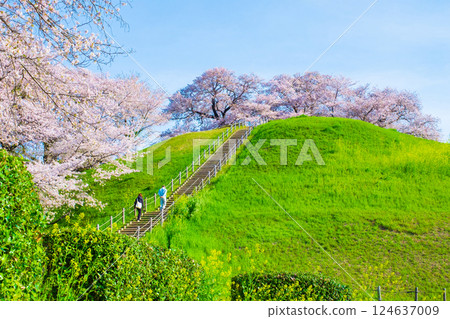 Cherry blossoms of the Marugameyama ancient burial mound (Sakitama Mound Tomb Park) 124637009