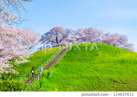 Marugameyama古墳（Sakitama Mound Tomb Park）的櫻花 124637011