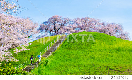 Cherry blossoms of the Marugameyama ancient burial mound (Sakitama Mound Tomb Park) Cherry blossoms of the Marugameyama ancient burial mound (Sakitama Mound Tomb Park) 124637012