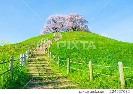 Cherry blossoms of the Marugameyama ancient burial mound (Sakitama Mound Tomb Park) 124637083