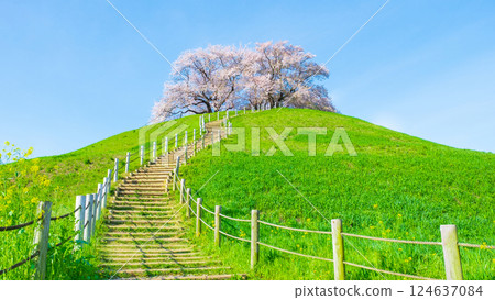 Cherry blossoms of the Marugameyama ancient burial mound (Sakitama Mound Tomb Park) 124637084