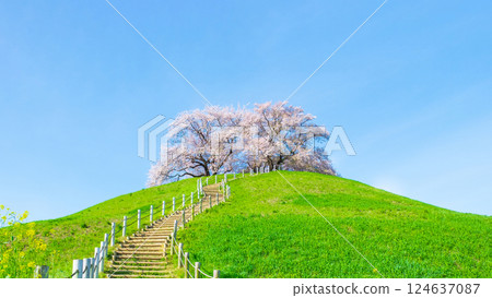 Marugameyama古墳（Sakitama Mound Tomb Park）的櫻花 124637087