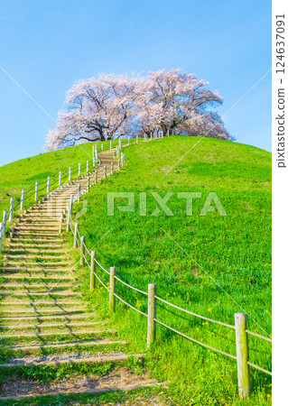 Cherry blossoms of the Marugameyama ancient burial mound (Sakitama Mound Tomb Park) 124637091