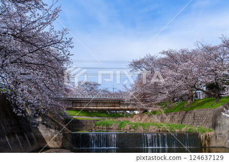 2025年春季：奈良佐保的櫻花盛開 - JR大和路線的鐵路橋和人工瀑布穿過佐保川沿岸的櫻花樹 124637129