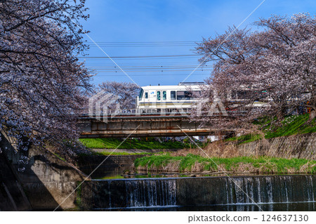 Spring 2025: Cherry blossoms in Saho, Nara - JR Yamatoji rapid train passing through the rows of cherry blossom trees along the Saho River and an artificial waterfall① 124637130