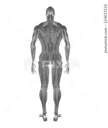 Human anatomy. Male body muscular system model. Anatomy of male muscular system - posterior and anterior view - full body. Polygonal body of man. 3D. Vector illustration. 124637210