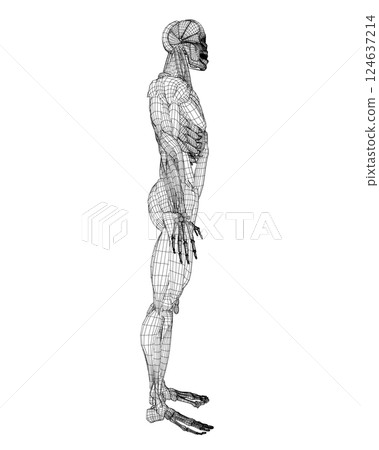 Human body anatomy male man wireframe , muscular system of muscles . Flat medical scheme poster of training healthcare gym wireframe, vector illustration. Male body muscular system sketch drawing. 3D. 124637214