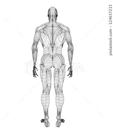 Human body anatomy male man wireframe , muscular system of muscles . Flat medical scheme poster of training healthcare gym wireframe, vector illustration. Male body muscular system sketch drawing. 3D. 124637215