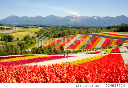 北海道美瑛四季彩之丘的廣闊花田 124637224