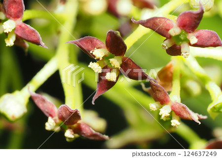 Aoki flower (male flower) 124637249
