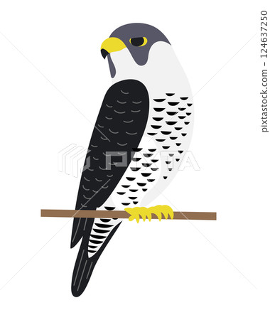 Peregrine Falcon 124637250