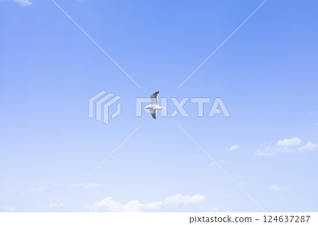 海鷗飛翔的天空 海鷗飛翔的天空 124637287