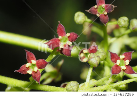 Aoki flower (male flower) 124637299