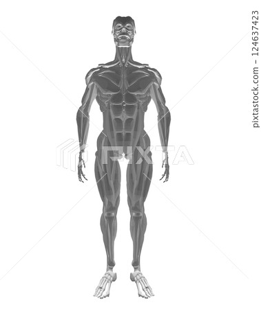 Human anatomy. Male body muscular system model. Anatomy of male muscular system - posterior and anterior view - full body. Polygonal body of man. 3D. Vector illustration. 124637423