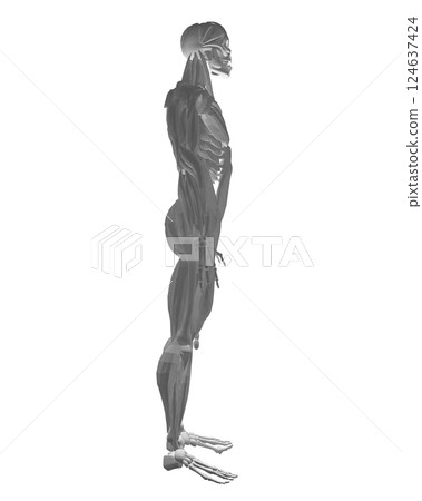 Human anatomy. Male body muscular system model. Anatomy of male muscular system - posterior and anterior view - full body. Polygonal body of man. 3D. Vector illustration. 124637424