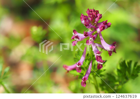 Murasakikeman花 124637619