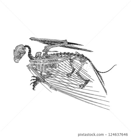 Bird animal skeleton vector illustration isolated on white background, Hand draw skeleton raven. Digital doodle Animal skull bones, skeleton vector silhouette illustration isolated on white background Bird animal skeleton vector illustration isolated on white background, Hand draw skeleton raven. Digital doodle Animal skull bones, skeleton vector silhouette illustration isolated on white background 124637646