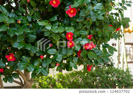 山茶花 山茶花 124637702