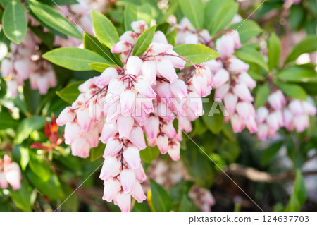 Acebi flower Acebi flower 124637703