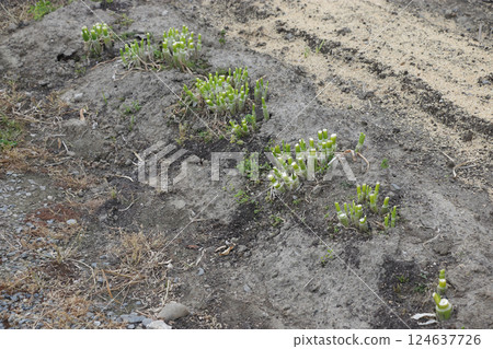 Regenerative cultivation of green onions 124637726