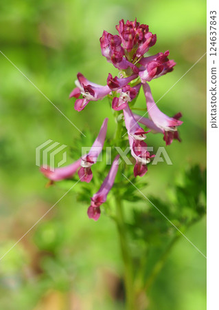 Murasakikeman flowers 124637843