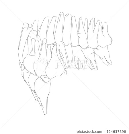 Teeth contour. Hand drawn different types of human tooth collection. Dentist graphic template. Engraving fangs and molars. Dental oral care. Toothache treatment. Vector stomatology set Teeth contour. Hand drawn different types of human tooth collection. Dentist graphic template. Engraving fangs and molars. Dental oral care. Toothache treatment. Vector stomatology set 124637896