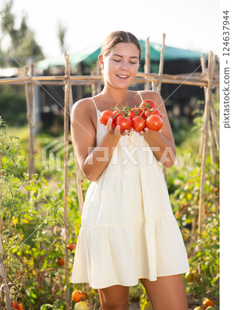 Young woman is working in garden between beds, picking ripe red tomatoes 124637944