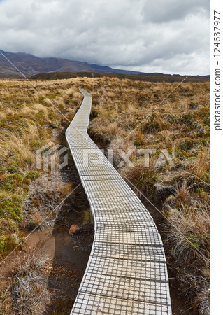 Volcanic Landscape hiking trail Tongariro, New Zealand 124637977