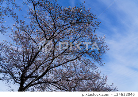 Spring 2025: Cherry blossoms in Saho, Nara: Beautiful cherry blossoms against the blue sky ② 124638046