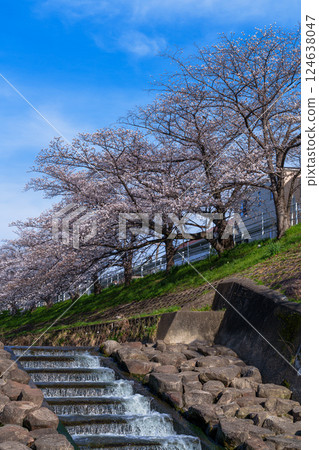 Spring 2025: Cherry blossoms in Saho, Nara: Beautiful cherry blossoms against the blue sky③ 124638047