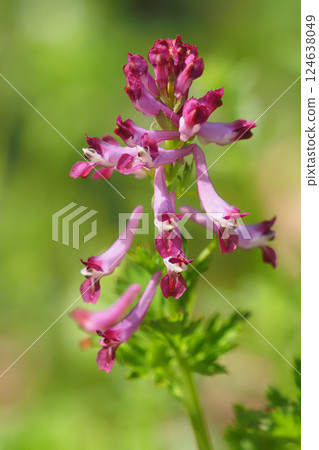 Murasakikeman花 124638049