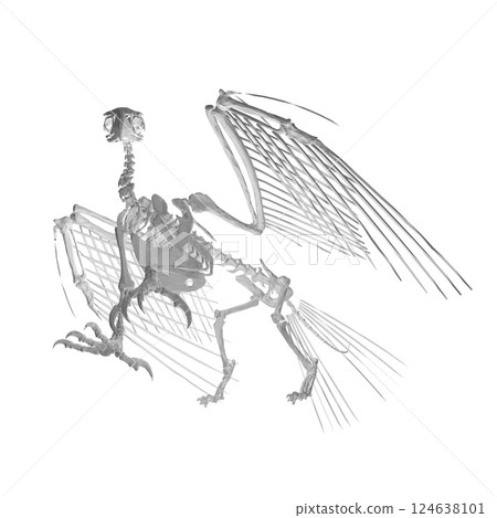 Pteronodon skeleton cartoon, Vector skeleton of extincted ancient flying reptile Pteranodon. Isolated on white background. Polygonal 3d model. Pteronodon skeleton cartoon, Vector skeleton of extincted ancient flying reptile Pteranodon. Isolated on white background. Polygonal 3d model. 124638101