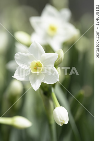 White daffodil flower background material 124638183