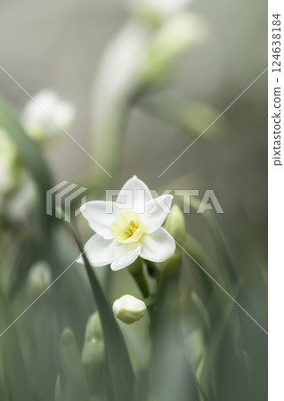 白色水仙花背景材料 124638184