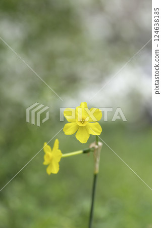 黃色的水仙花背景材料 124638185