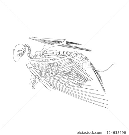 Vector antique engraving drawing illustration of bird skeleton isolated on white background. 3D. Detailed outline of the skeleton of an ancient bird. 124638396
