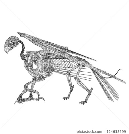 Bird animal skeleton vector illustration isolated on white background, Hand draw skeleton raven. Digital doodle Animal skull bones, skeleton vector silhouette illustration isolated on white background 124638399