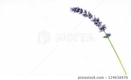 Lavender stem with delicate purple flowers placed on a clean white background. The simple composition highlights the beauty of the lavender, showcasing its natural elegance. 124638476