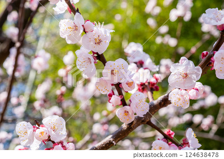 Apricot flowers 124638478