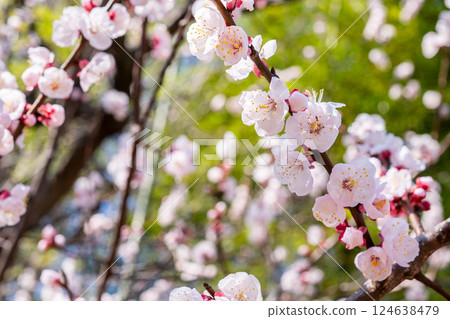 杏花 杏花 124638479