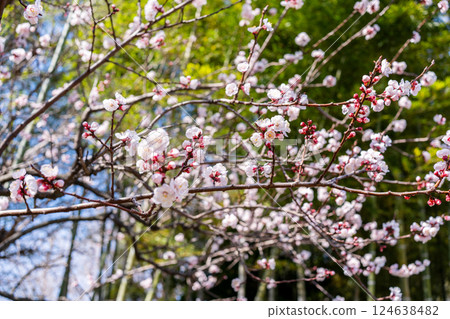 杏花 杏花 124638482